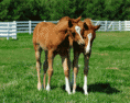 /album/fotogaleria/feeding-your-foal-gif/