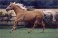 /album/fotogaleria/quarter-horse-png/